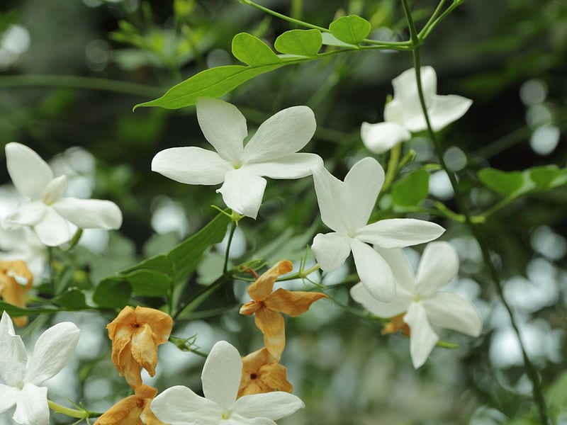 Jasminum officinale cubriendo una celosía