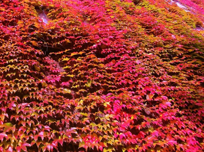Hoja otoñal de Parthenocissus tricuspidata