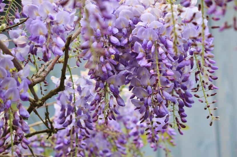 Glicinia en flor sobre una pérgola
