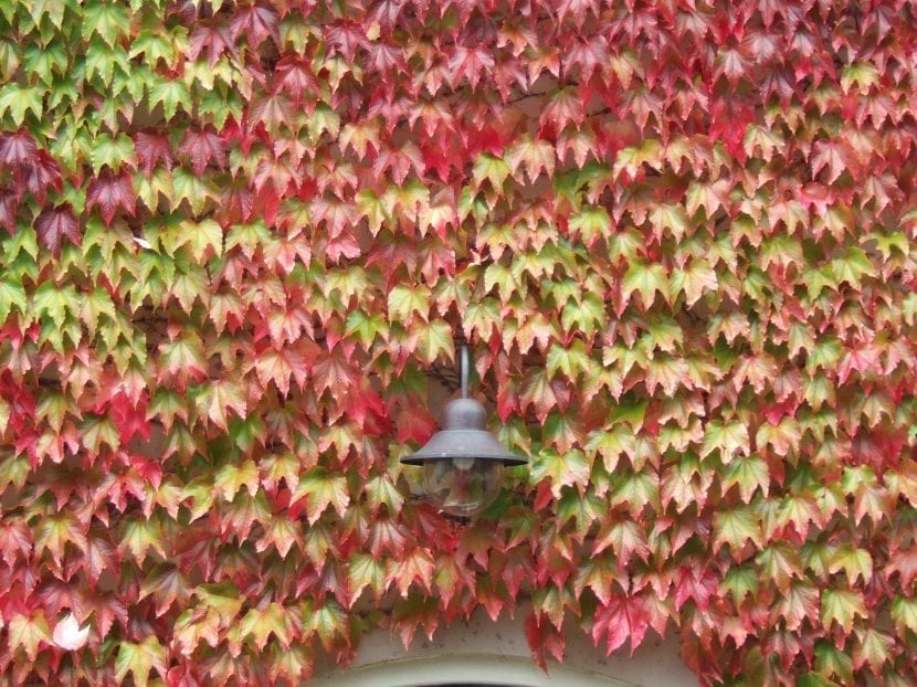 Parra virgen con color de otoño