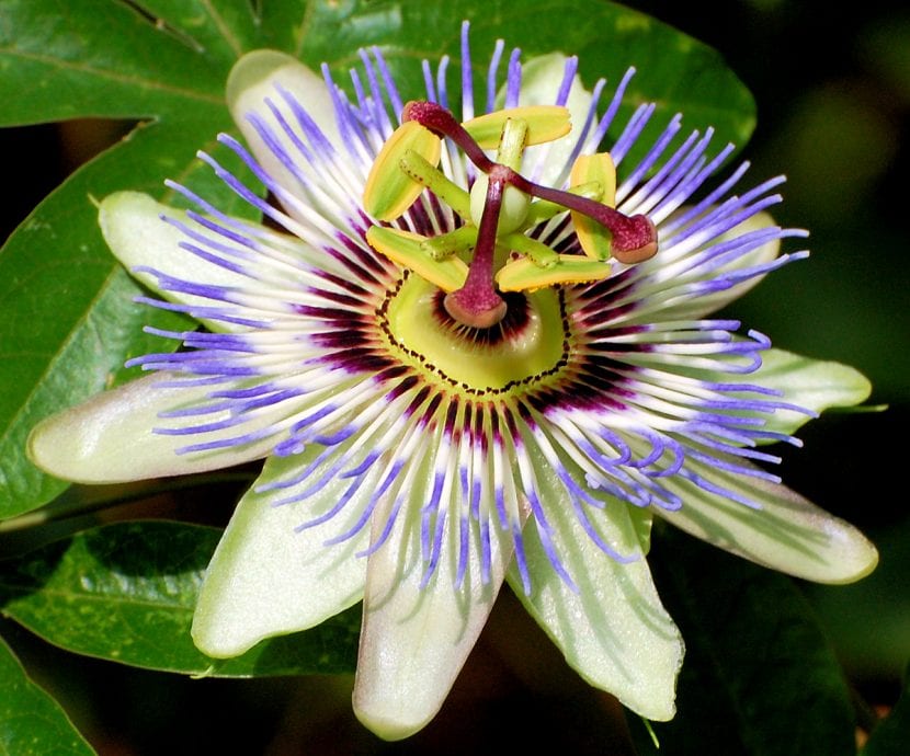 Flor de Passiflora caerulea