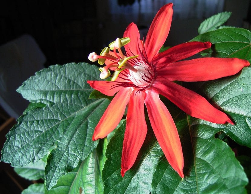 Flor roja de Passiflora vitifolia