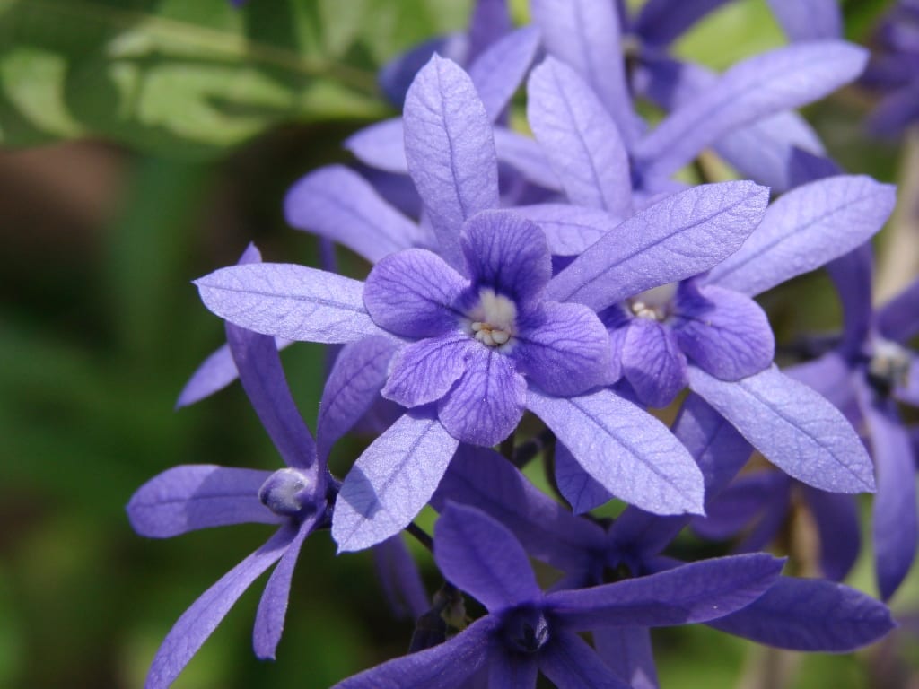 Petrea volubilis: la flor de barbero y su cáliz persistente