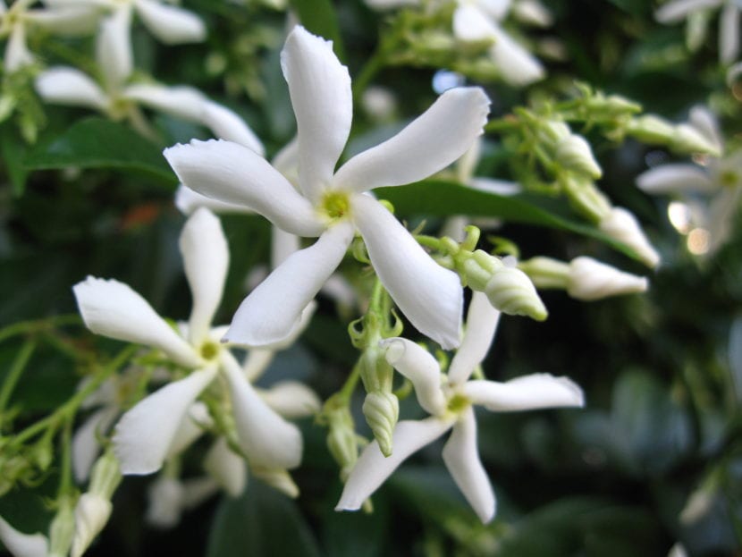 Flores de Trachelospermum jasminoides