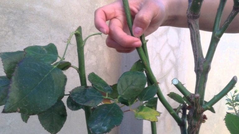Rosal trepador en flor conducido sobre un muro