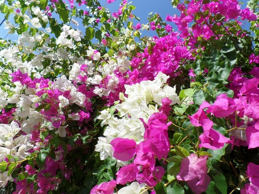 Buganvilla en flor cubriendo un soporte