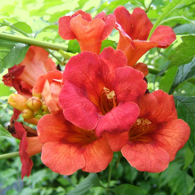 Flores de Campsis grandiflora