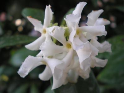 Jazmín estrella, Trachelospermum jasminoides, en flor