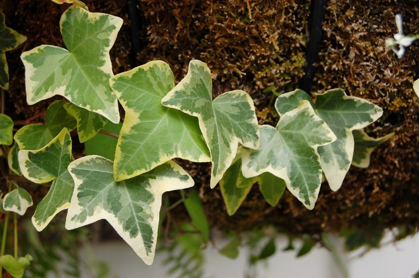 Tipos de hiedra: qué cultivar elegir para cada uso