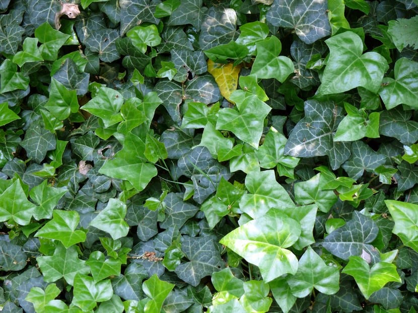Tipos de plantas trepadoras según cómo se agarran