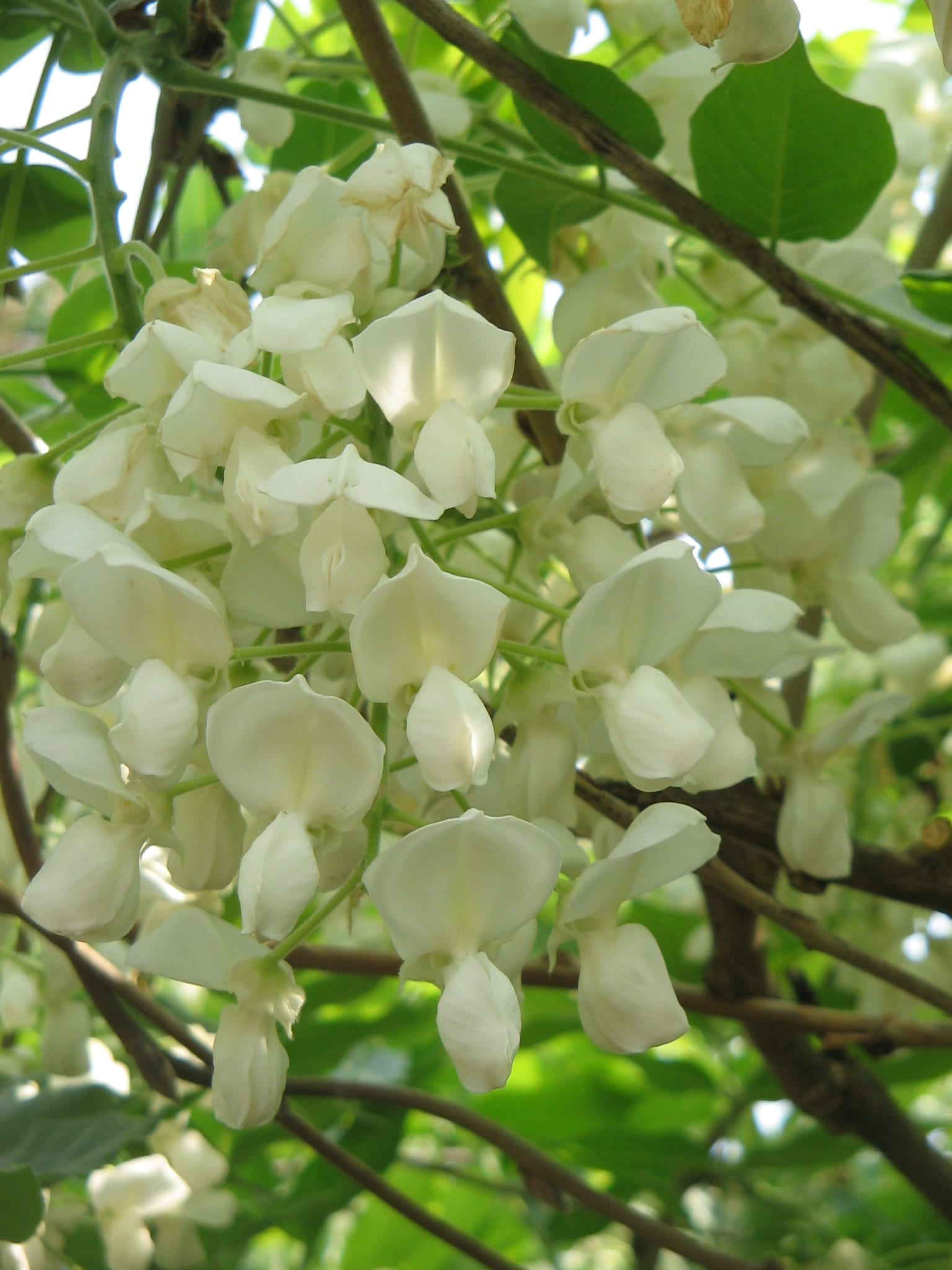 Wisteria brachybotrys, la glicinia sedosa, en flor