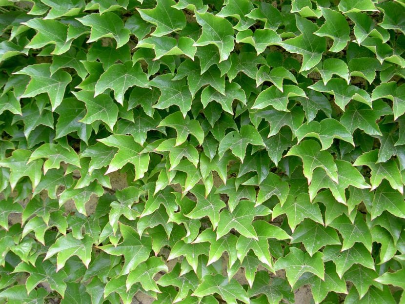 Parthenocissus tricuspidata cubriendo un muro