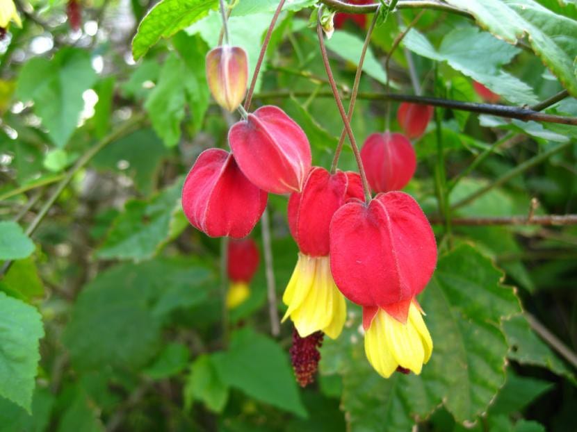 Abutilon megapotamicum con sus flores colgantes rojas y amarillas
