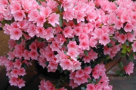 10 plantas de floración primaveral para el jardín