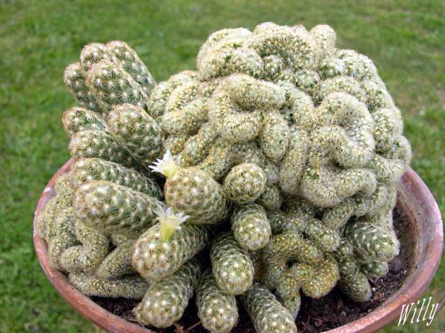 Mammillaria elongata cristata injertada sobre un patrón columnar