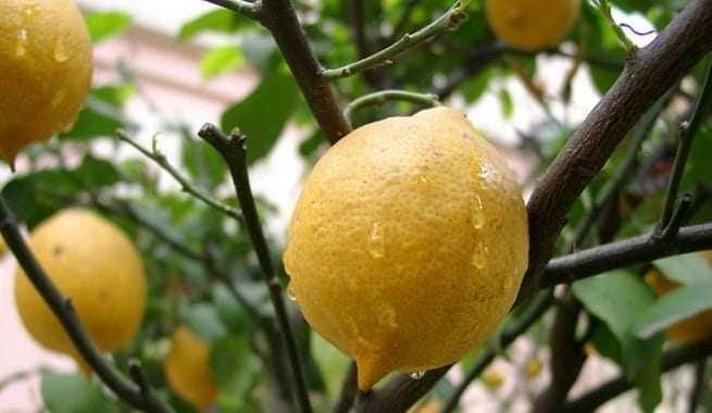 Frutos en desarrollo sobre las ramas de un frutal