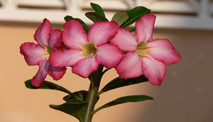 Flores rosas de rosa del desierto en el extremo de una rama