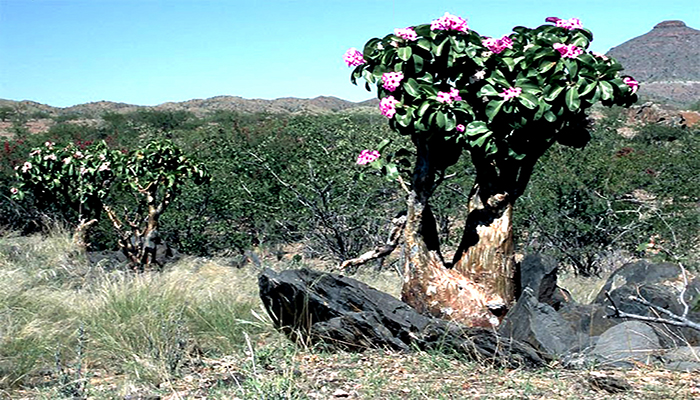 Ejemplares silvestres de rosa del desierto con troncos engrosados en un paisaje árido
