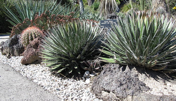 Agaves plantados en un jardín de gravas junto a un cactus globoso y piedra volcánica