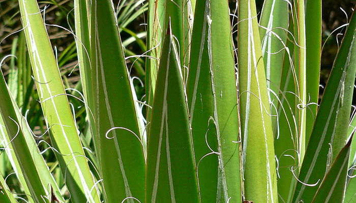 Detalle de las hojas de Agave filifera con la banda blanca del margen deshaciéndose en filamentos