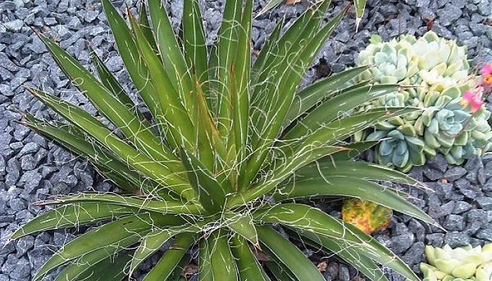 Roseta de Agave filifera con filamentos blancos desprendiéndose del borde de las hojas