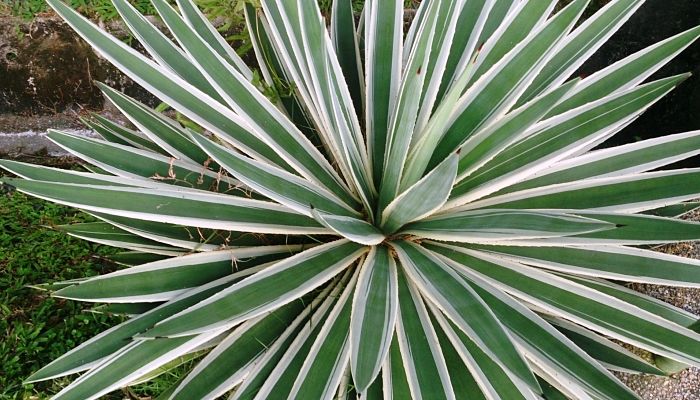 Agave angustifolia Marginata, de hojas largas rectas con el borde blanco, vista desde arriba
