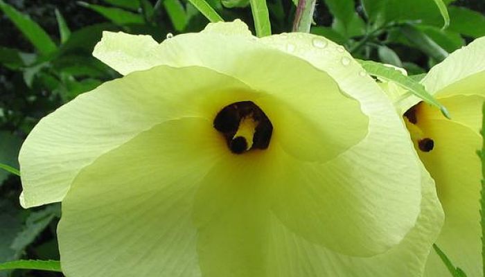 Flores de aibika en la planta