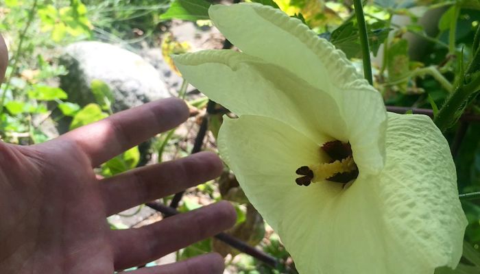 Flor de aibika con la mano al lado, para ver el tamaño