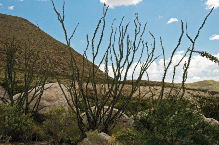 Ocotillo, Fouquieria splendens, con las varas cubiertas de hojas en el desierto