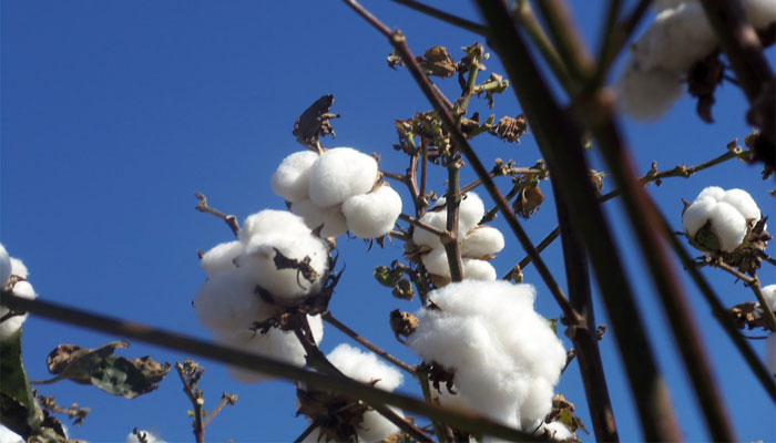 Cápsulas abiertas de algodón con la fibra blanca sobre un cielo azul