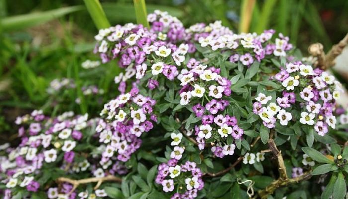 Mata de aliso de mar con flores blancas y malvas en el jardín