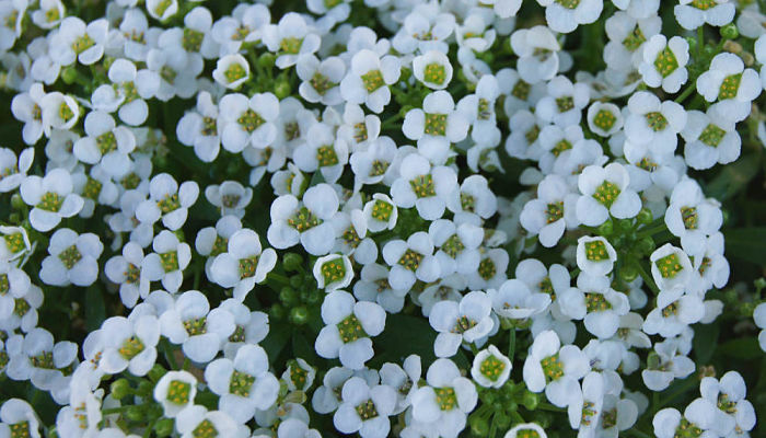 Alfombra de flores blancas diminutas de aliso de mar