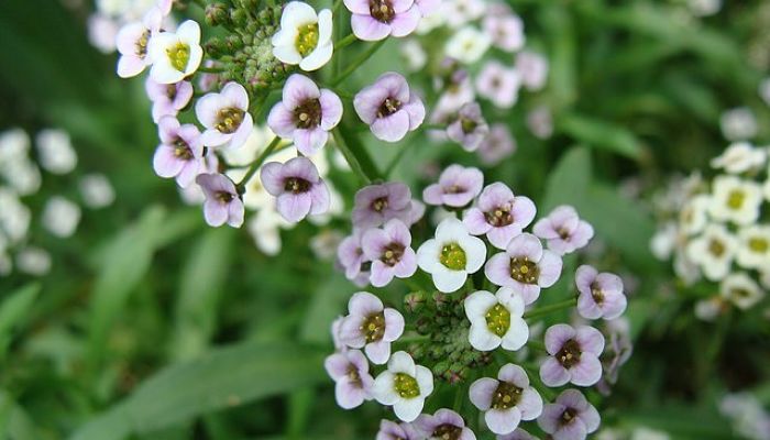 Flores lilas y blancas de Lobularia maritima en primer plano
