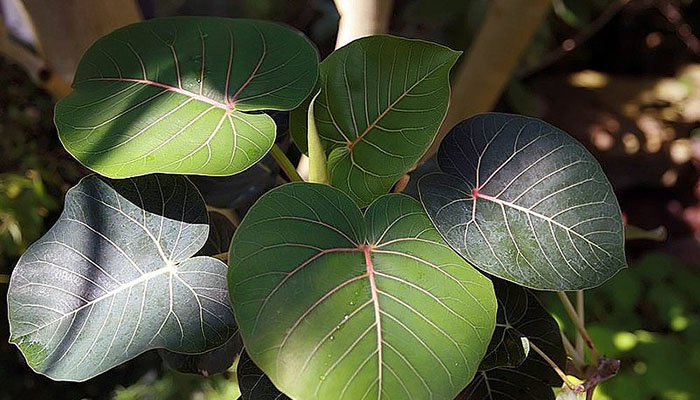 Hojas acorazonadas de Ficus petiolaris con nervios rosados marcados