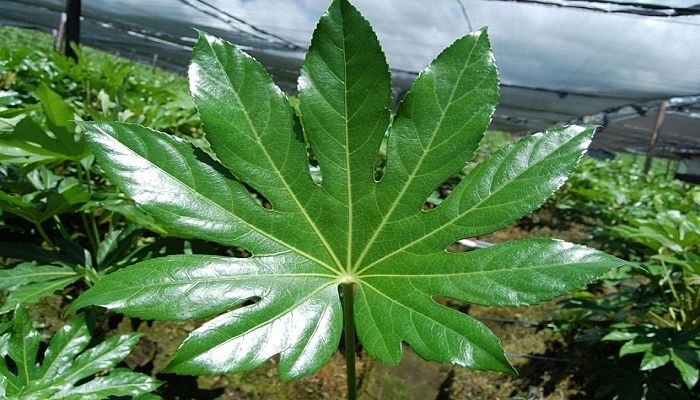 Hoja palmeada y lobulada de Fatsia japonica