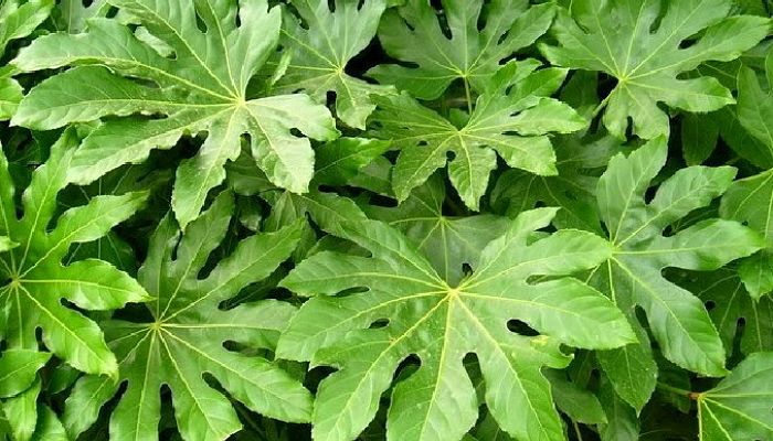 Follaje denso de Fatsia japonica al sol