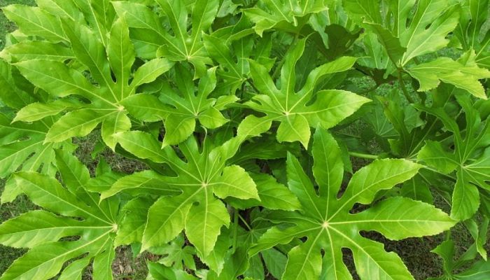 Mata de Fatsia japonica con muchas hojas palmeadas