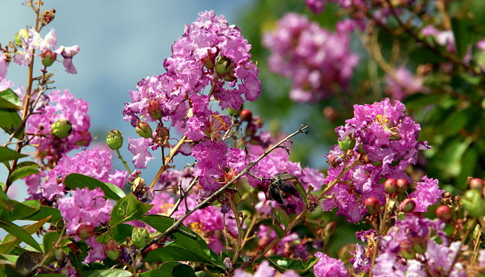 Panículas de flores rosas del árbol de Júpiter con las cápsulas verdes del año