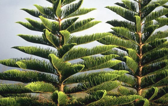 Conífera de porte cónico usada como árbol de Navidad
