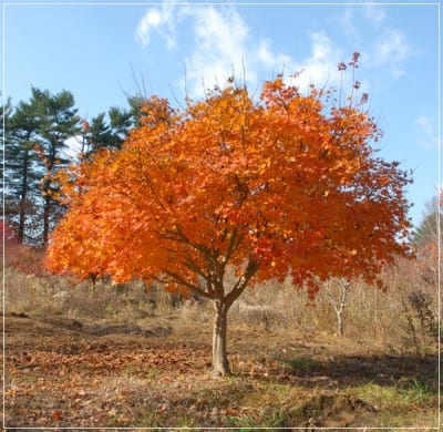 Acer pseudosieboldianum, el arce de Corea, con su color otoñal