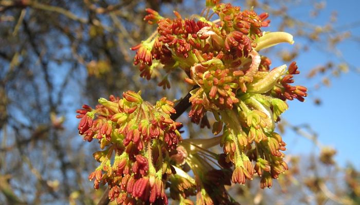 Flores masculinas de arce negundo colgando con anteras rojizas sobre cielo azul