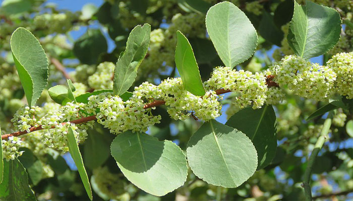 Rama de arto con racimos de flores pequeñas blanquecinas