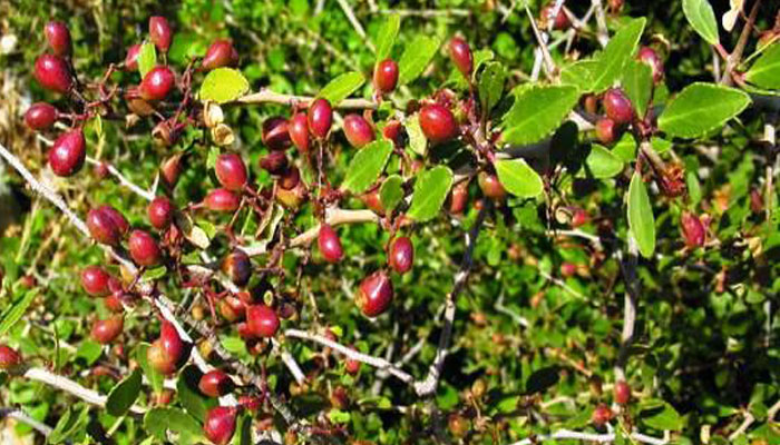 Arbusto espinoso de arto cargado de frutos rojizos