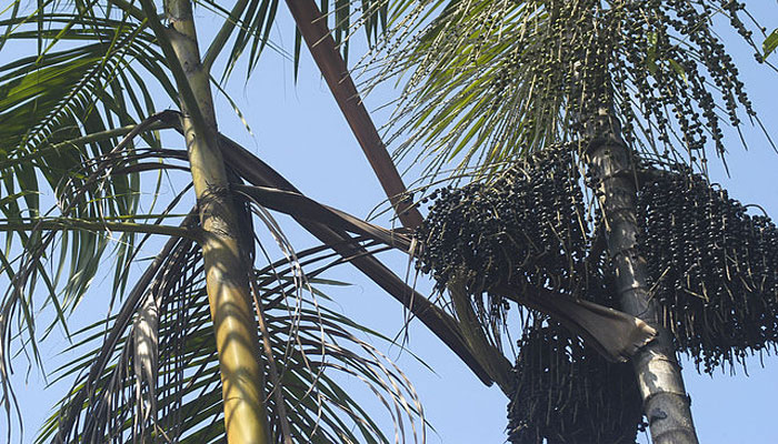Palmera de açaí con los racimos de frutos negros bajo la corona de hojas