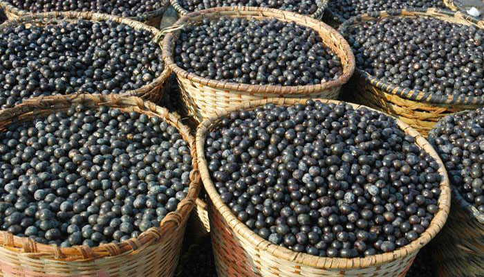 Cestos de palma llenos de frutos de açaí recién recolectados