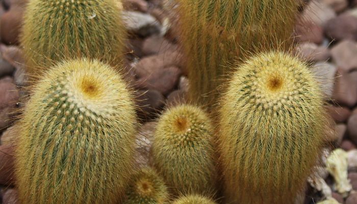 Ápices lanudos y dorados de varios tallos jóvenes de Parodia leninghausii