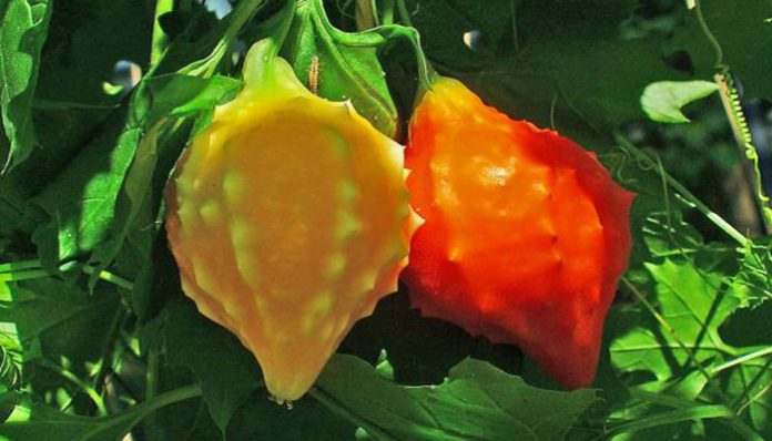 Frutos maduros de Momordica charantia en la mata, de amarillo a naranja rojizo