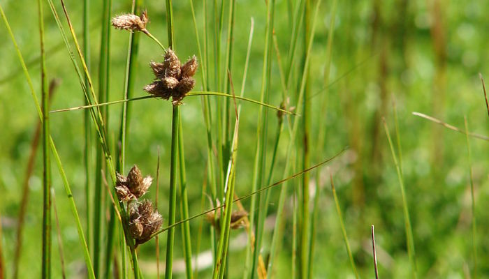 Espiguillas pardas de Bolboschoenus maritimus entre los tallos