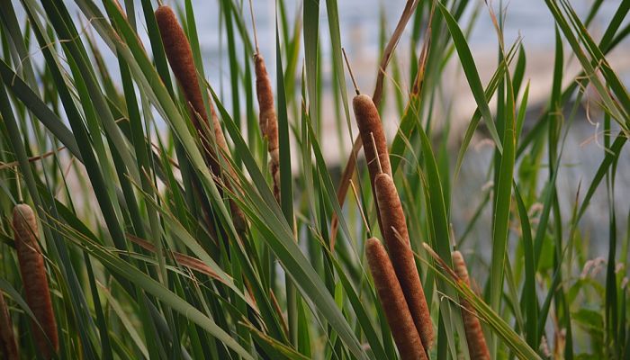 Inflorescencias en forma de puro de una Typha