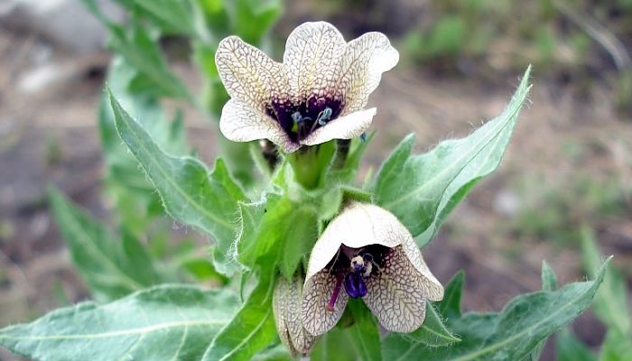 Flores de beleño negro de corola crema con nervios morados y centro oscuro
